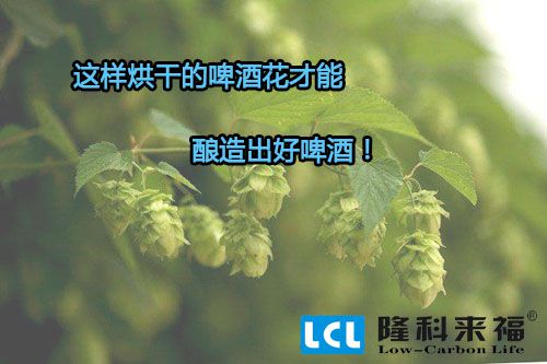 空氣能熱泵烘干的啤酒花才能釀造出好啤酒！