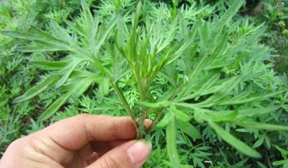 端午節還在掛艾草？不如試試空氣凈化器